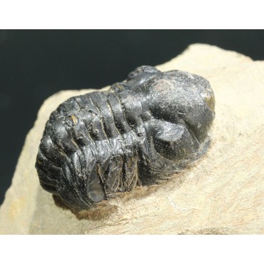Trilobites Austerops s.p.