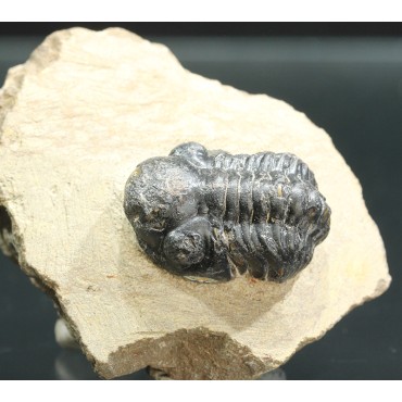 Trilobites Austerops s.p.