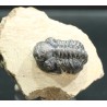 Trilobites Austerops s.p.