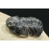 Trilobites Austerops s.p.