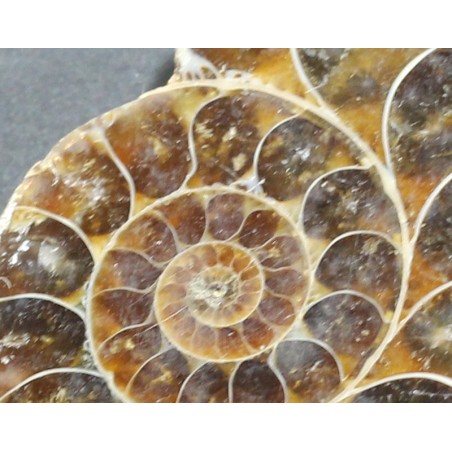 Ammonite fosilizado