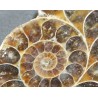 Ammonite fosilizado