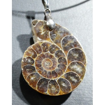 Ammonite fosilizado