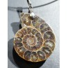 Ammonite fosilizado