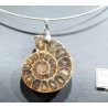 Ammonite fosilizado