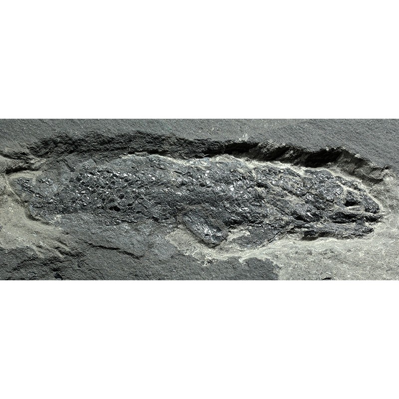 Osteolepis macrolepidotus