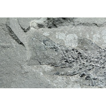 Osteolepis macrolepidotus