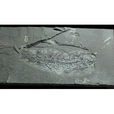 Osteolepis macrolepidotus