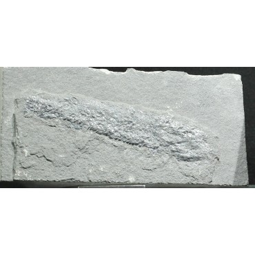 Osteolepis macrolepidotus