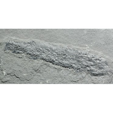 Osteolepis macrolepidotus