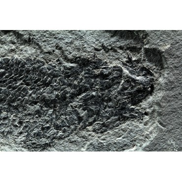 Osteolepis macrolepidotus