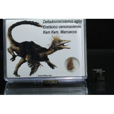 Deltadromeosaurus agilis