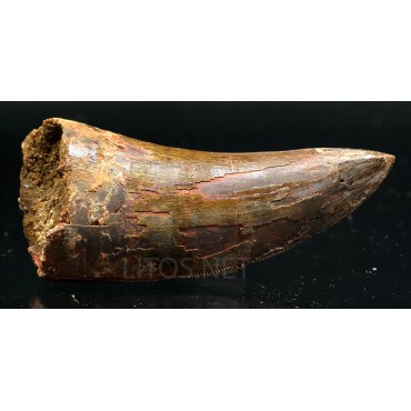 Carcharodontosarus saharicus