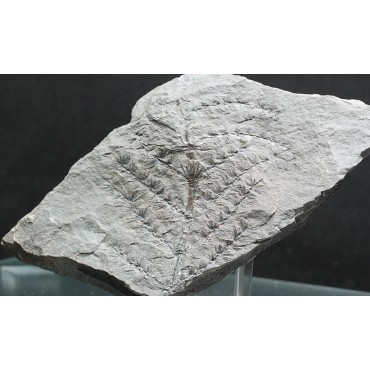 Asterophyllites equisetiforme