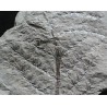 Asterophyllites equisetiforme