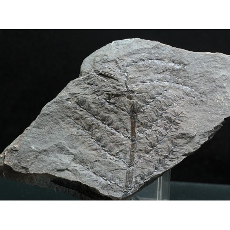 Asterophyllites equisetiforme