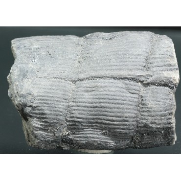 Calamites fosil