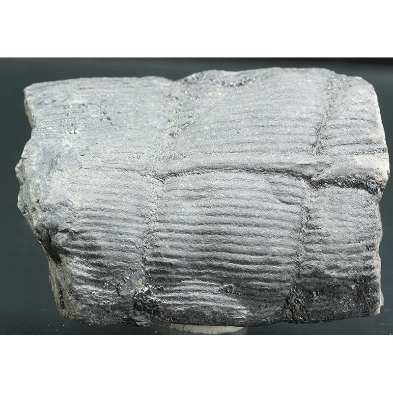 Calamites s.p.