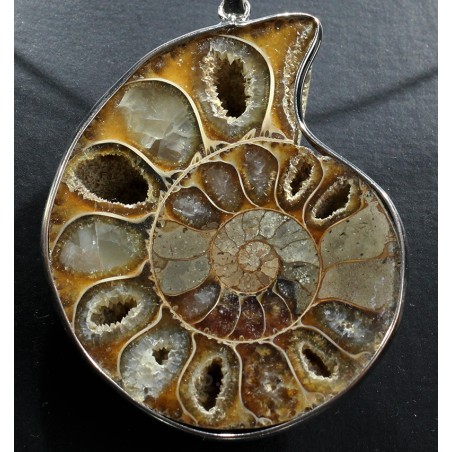 Ammonite fosilizado