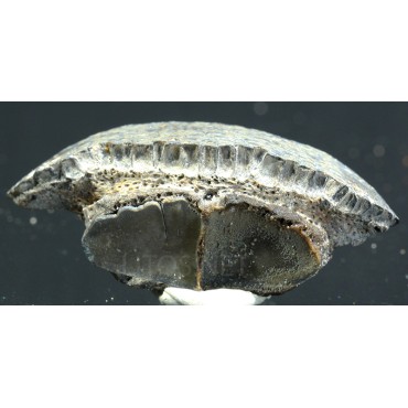 Diodon circumflexus