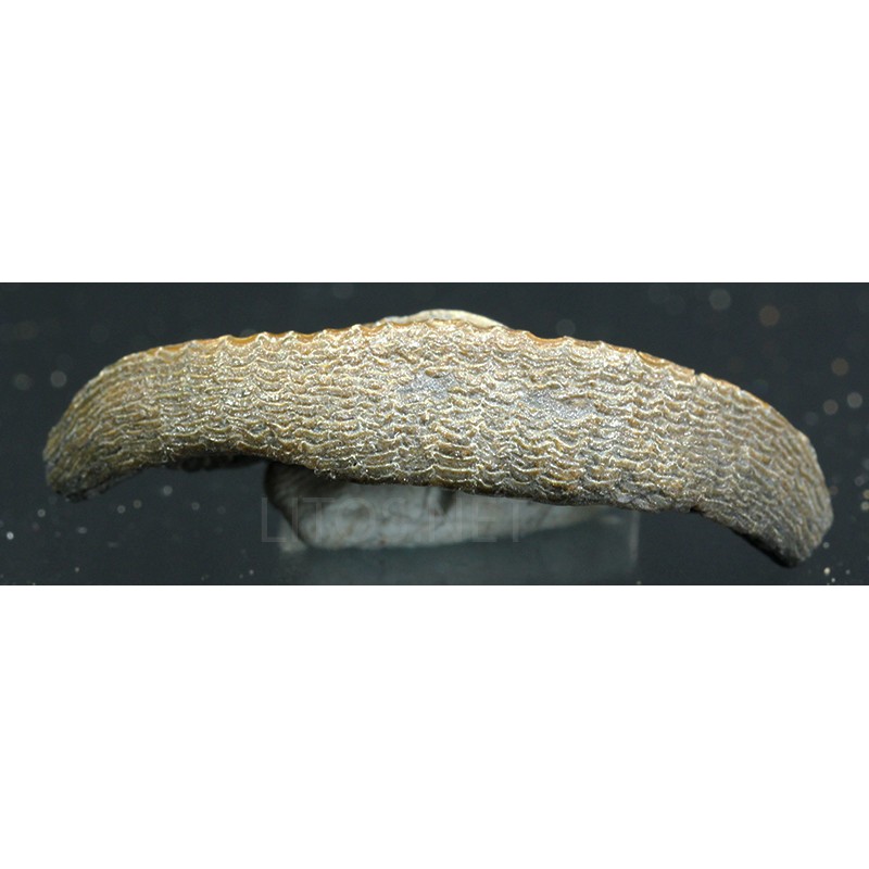 Diodon circumflexus