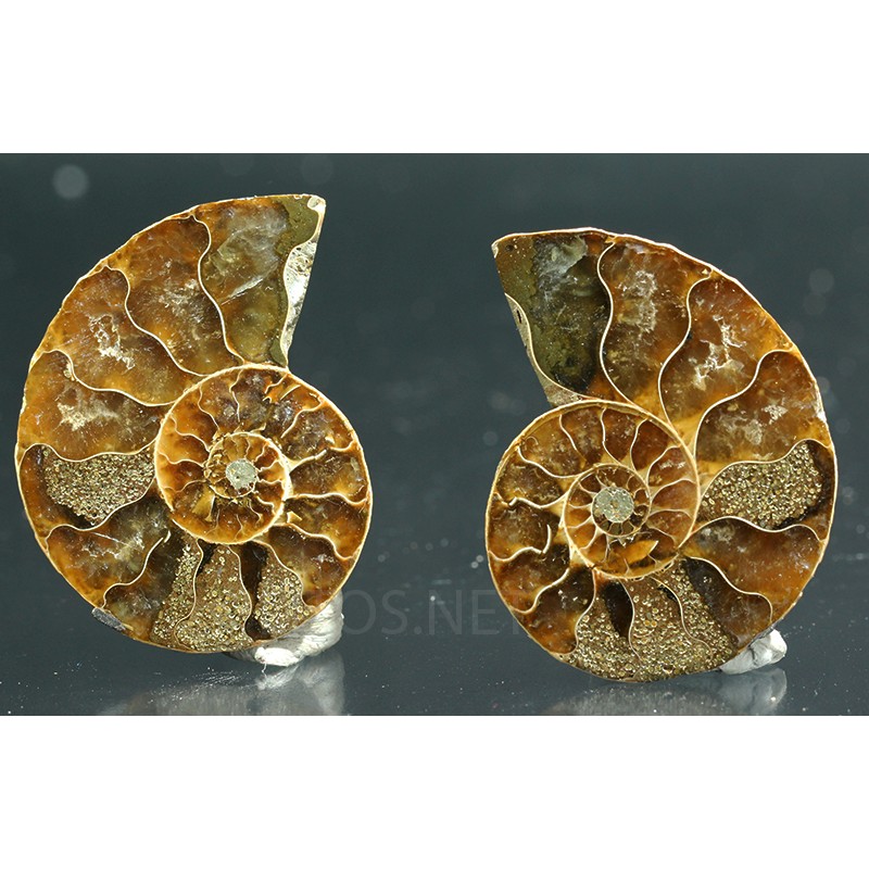 Ammonite cleoniceras