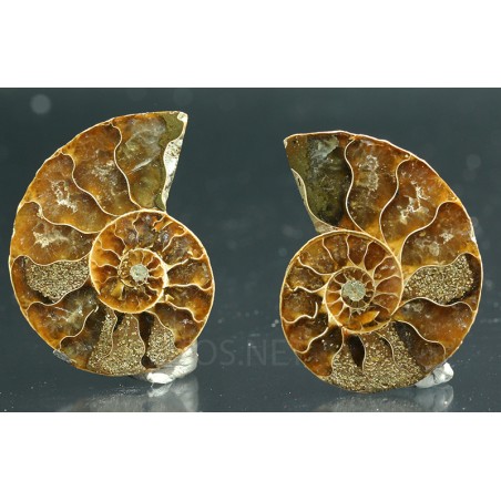 Ammonite cleoniceras