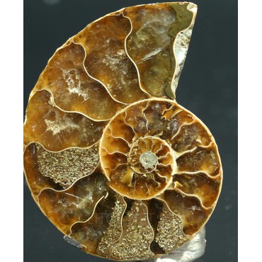 Ammonite cleoniceras