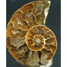 Ammonite cleoniceras