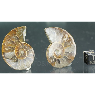 Ammonite cleoniceras