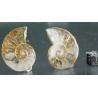 Ammonite cleoniceras