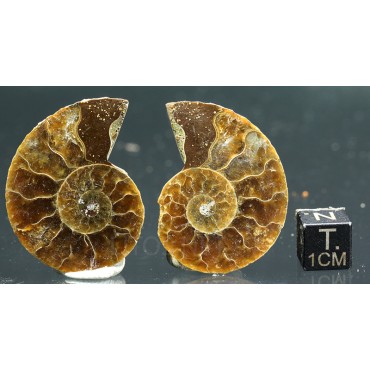 Ammonite cleoniceras