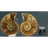 Ammonite cleoniceras