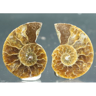 Ammonite cleoniceras