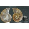 Ammonite cleoniceras