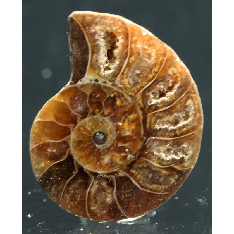 Ammonite cleoniceras