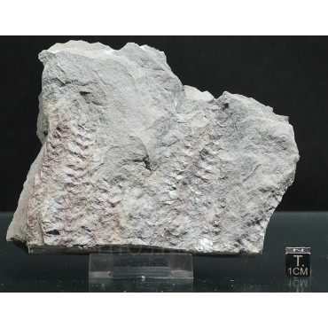 Asterophyllites equisetiforme