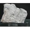 Asterophyllites equisetiforme