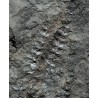 Asterophyllites equisetiforme