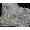 Asterophyllites equisetiforme