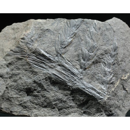 Asterophyllites equisetiforme