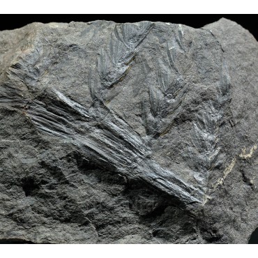 Asterophyllites equisetiforme