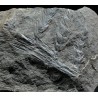 Asterophyllites equisetiforme