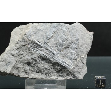 Asterophyllites equisetiforme