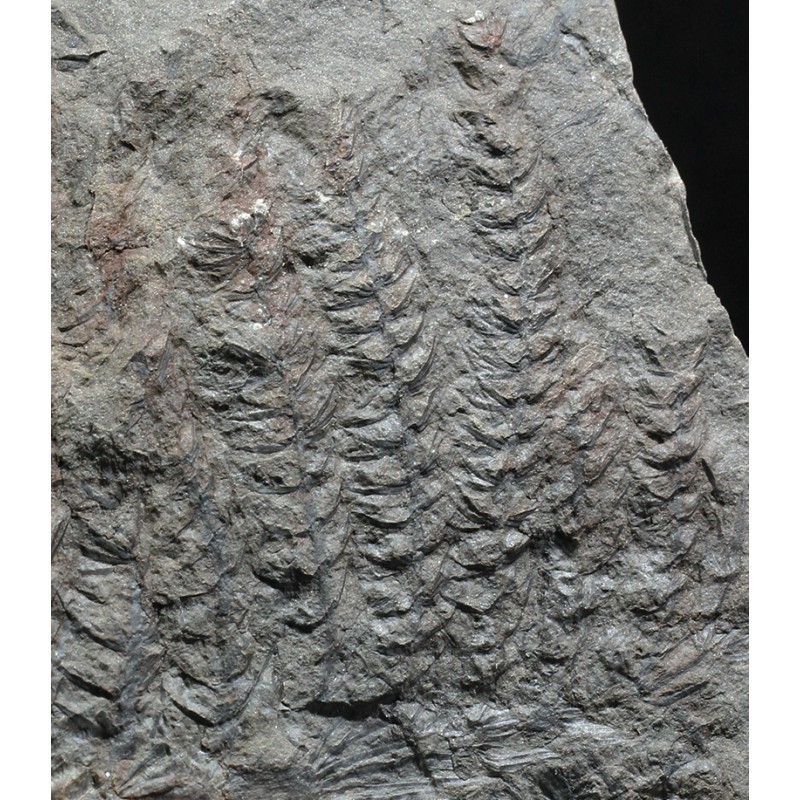 Asterophyllites equisetiforme