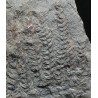 Asterophyllites equisetiforme