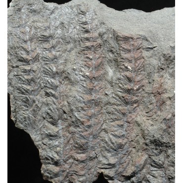 Asterophyllites equisetiforme