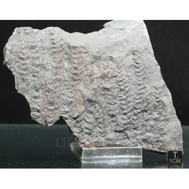 Asterophyllites equisetiforme