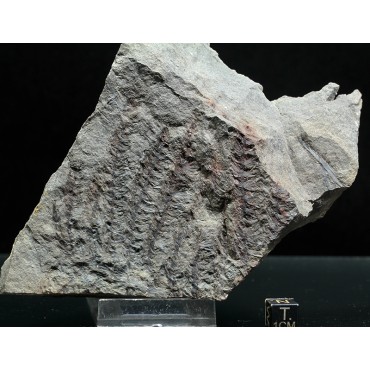 Asterophyllites equisetiforme