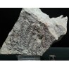 Asterophyllites equisetiforme